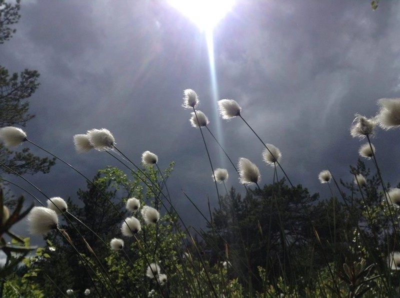 Create meme: landscapes aesthetics, cotton grass, pushitsa yamal flower