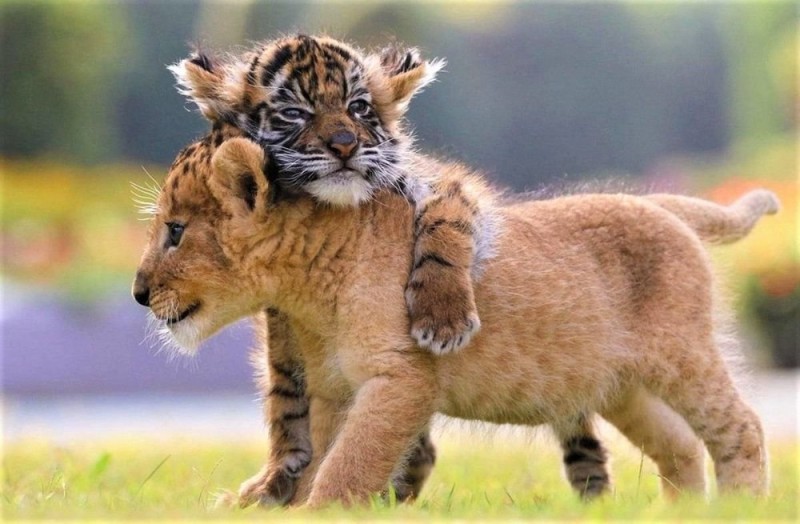 Create meme: tiger cub and lion cub, tiger cubs and lion cubs tigers lions, tiger cub