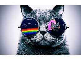 Create meme: cat with black glasses