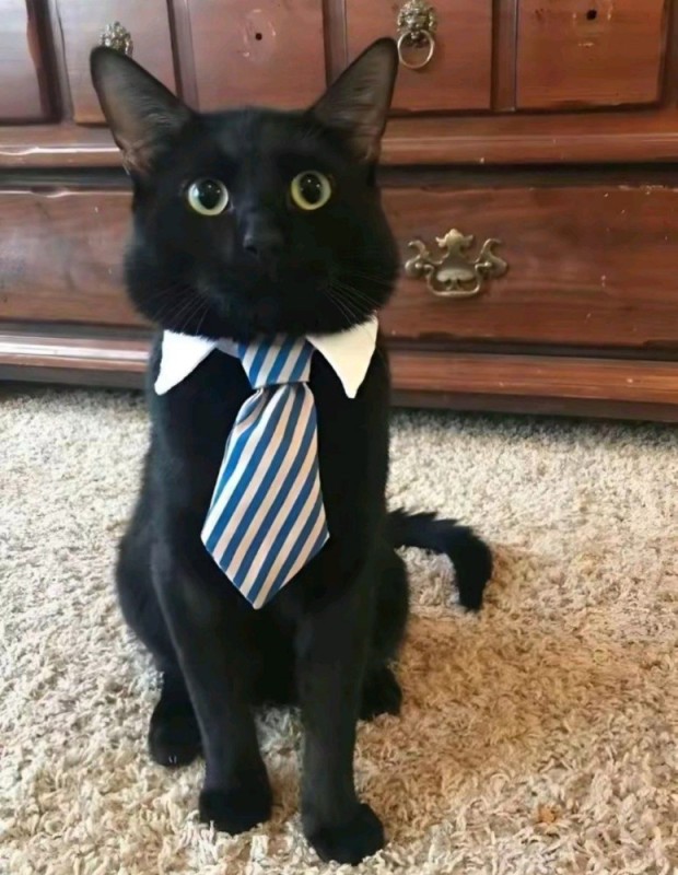 Create meme: the cat in the jacket, a cat tie, cat costume