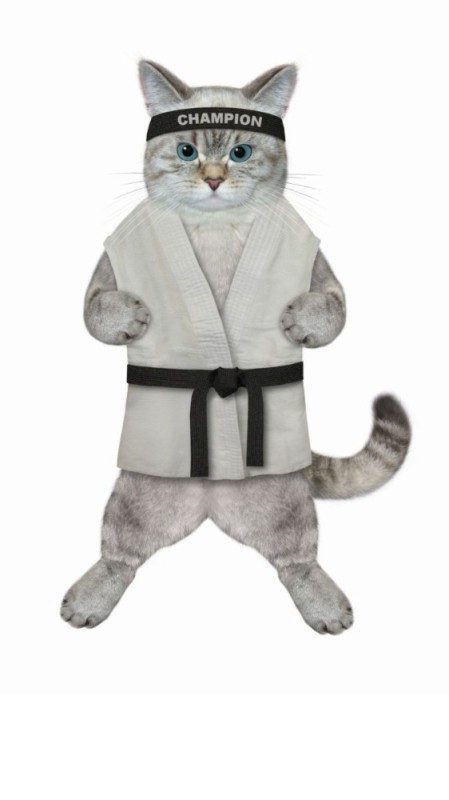 Create meme: gray cat, karate cat, a cat in a kimono