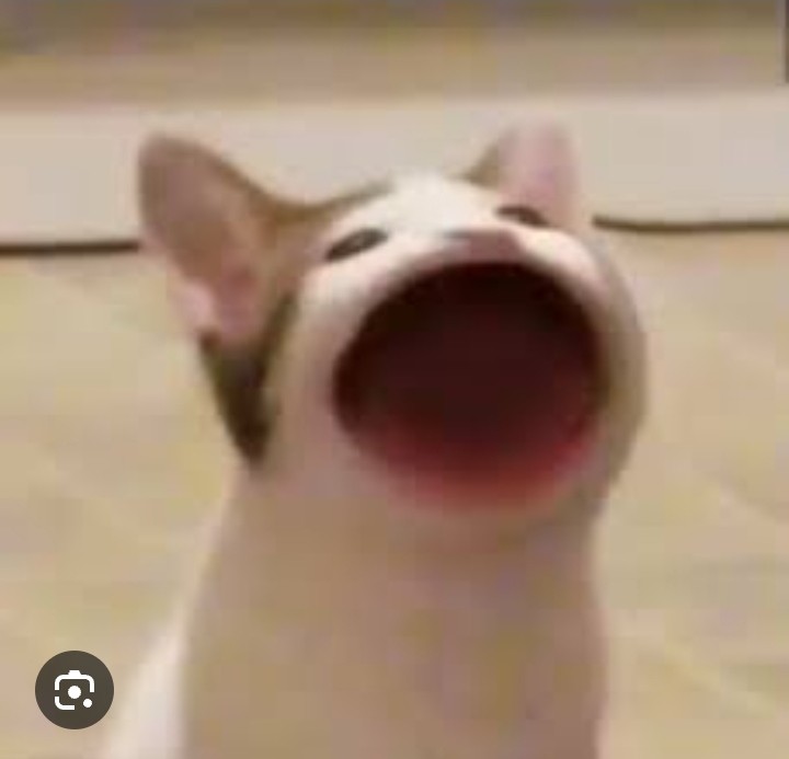 Создать мем: кот с открытым ртом, кот с открытым ртом мем, кот открыл рот мем