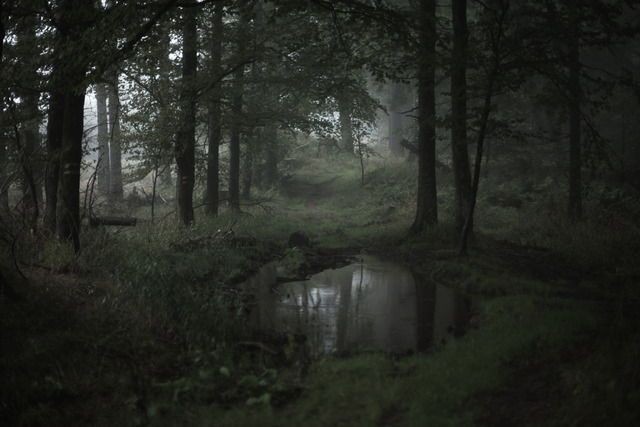 Create meme: Gloomy forests, Dark forest, the forest dark