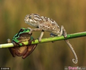 Create meme: chameleon, frog wah, frog