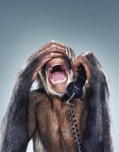 Create meme: animals funny, primates, happy monkey