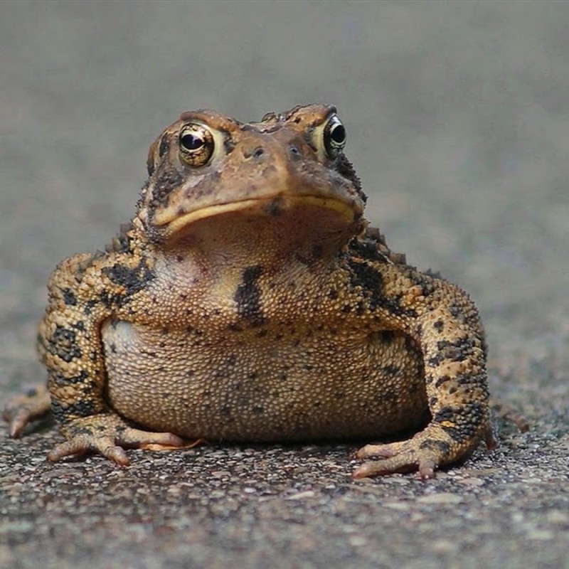 Создать мем: грустная жаба, гифы, серая жаба