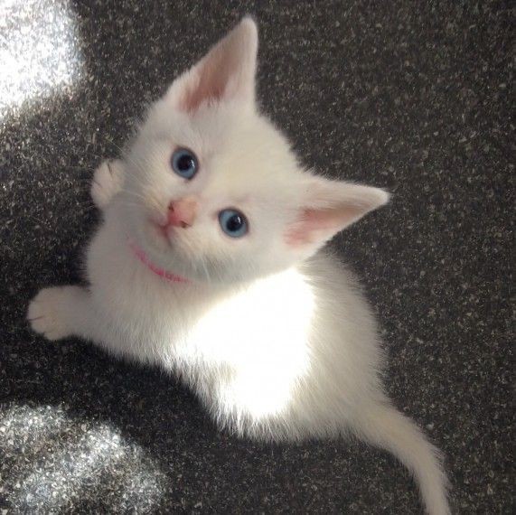 Создать мем: белые котята мальчики, милые кошки, котята милые