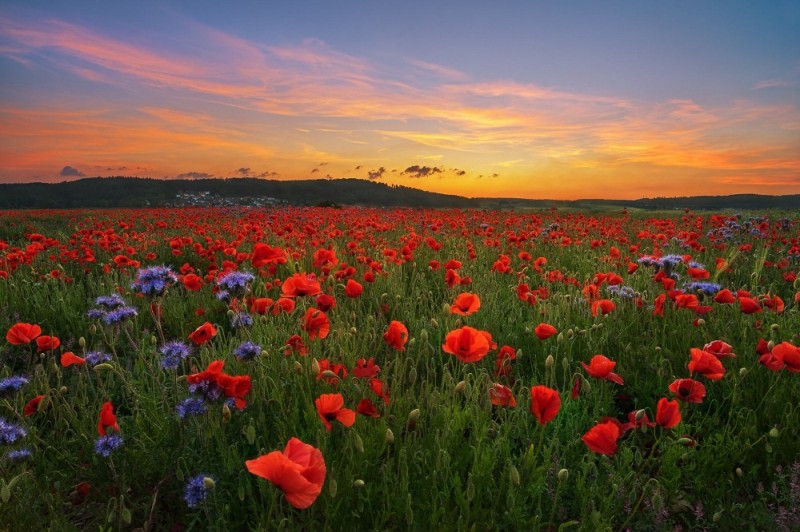 Create meme: poppy field, field of poppies, poppy field and sunrise