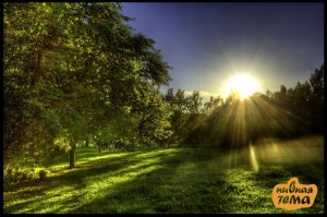 Create meme: the sun's rays, sun in the forest, sun nature