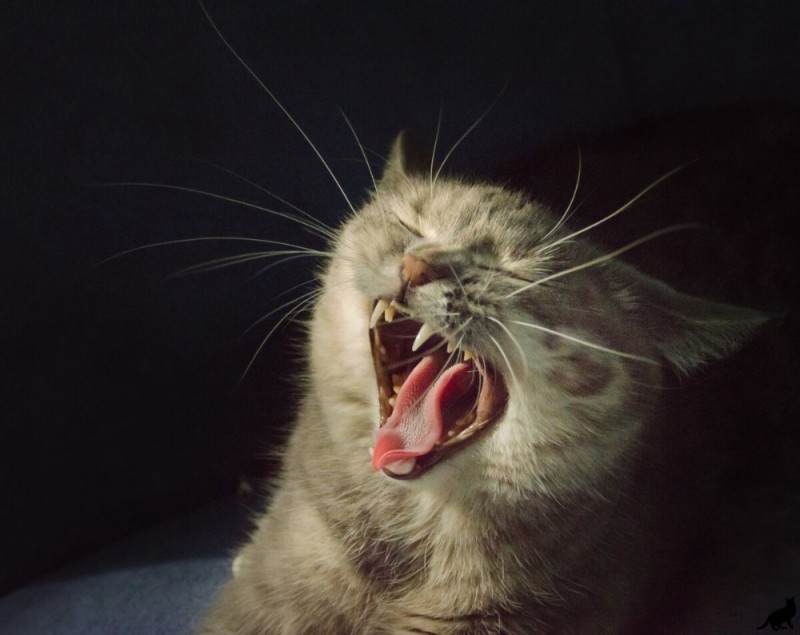 Create meme: screaming cat , cat , yawning cat