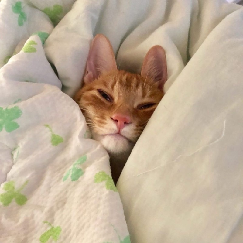 Create meme: the cat just woke up, sleeping ginger cat, funny sleeping cat