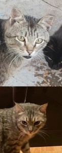 Create meme: cats, kitty, cat