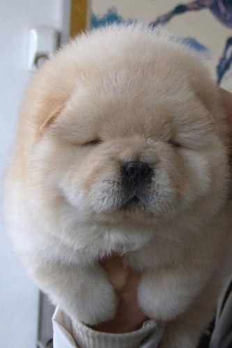 chubby puppies real dogs