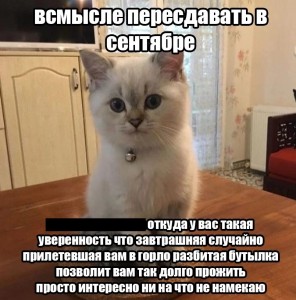 Создать мем: котэ, мемы, кошки