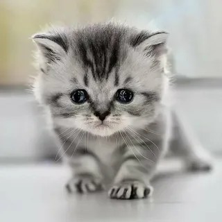 Create meme: kitten grey, the kitten is gray and white, cute kittens 