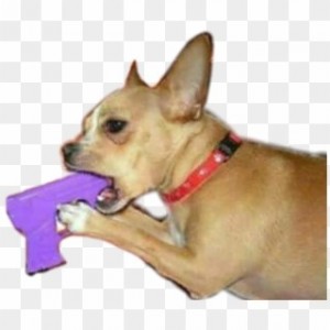 Create meme: dog, Chihuahua shot, Dog