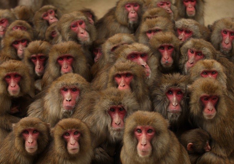 Create meme: Japanese macaque, the hundredth monkey effect, a lot of monkeys 