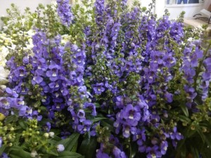 Создать мем: картинка лобелия, сальвия, delphinium, ангелония purple