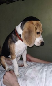 Create meme: Beagle puppy, dog breed Beagle, breed Beagle