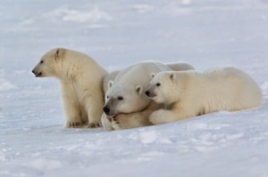 Создать мем: медведи семья, kutup ayıları, ursus