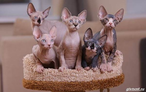 Create meme: the Sphynx breed, The Canadian sphinx bambino, The Canadian sphinx kitten