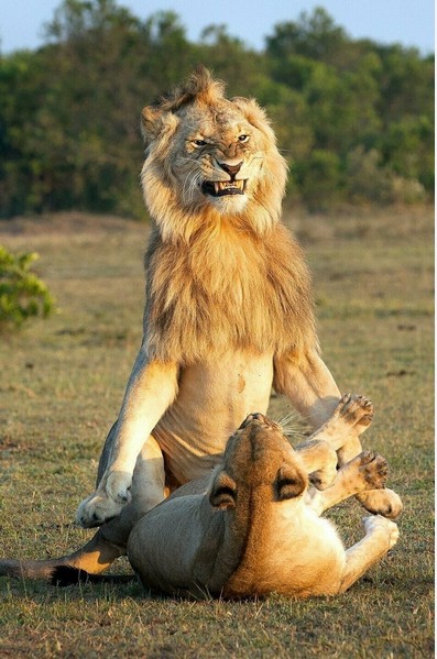 Create meme: funny lion, funny lioness, Leo 