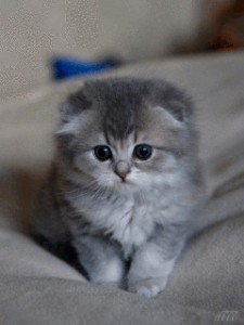 Create meme: cute kittens, kittens Scottish, Scottish fold kittens