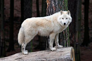 Create meme: white wolf Akela, Makenzie plains wolf, wolf white