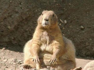 Create meme: fat animals, marmot, suslik