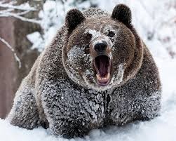 Создать мем: медведь зима злой, медведь гризли, бурый медведь зимой