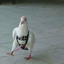 evil pigeon meme