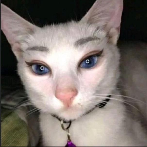 Create meme: A cat with makeup meme, cat with eyebrows, painted cat