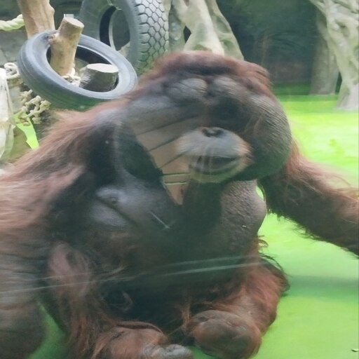 Create meme: orangutan male, Novosibirsk zoo orangutan batu, Sumatran orangutan