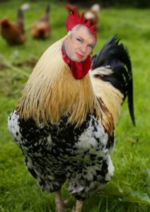 Create meme: cock cock, the cock bird, rooster