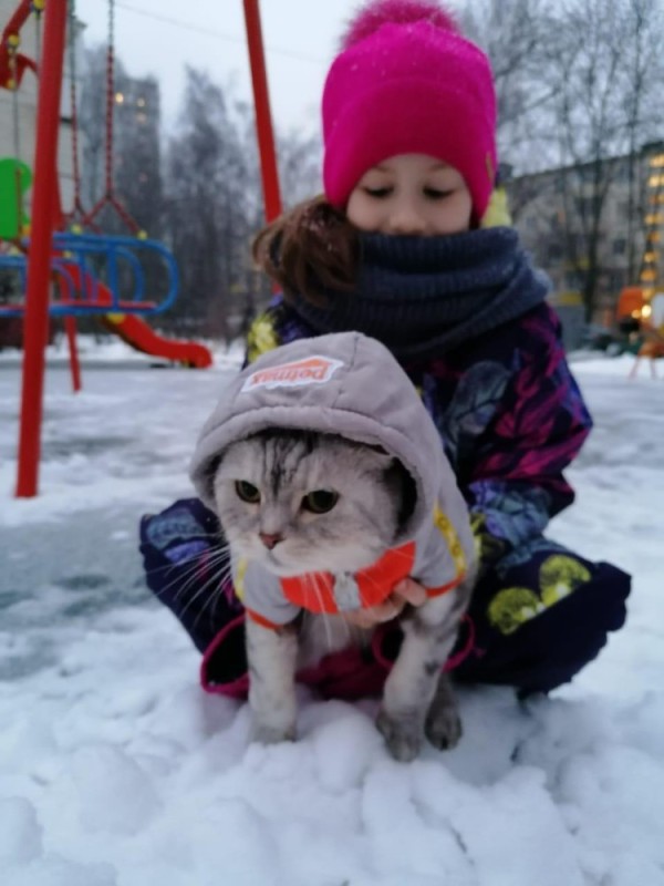 Создать мем: кошка, кот, замерзший кот