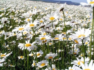Create meme: chamomile flowers, Daisy, field chamomile