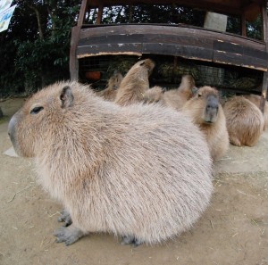 Create meme: capybara honey, a pet capybara, big capybara guinea pig