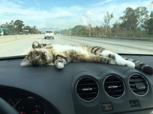 Создать мем: смешные животные, cat, котик спит в машине