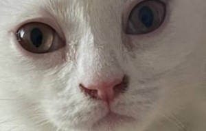 Создать мем: морда белого кота, кошка глаза, кот