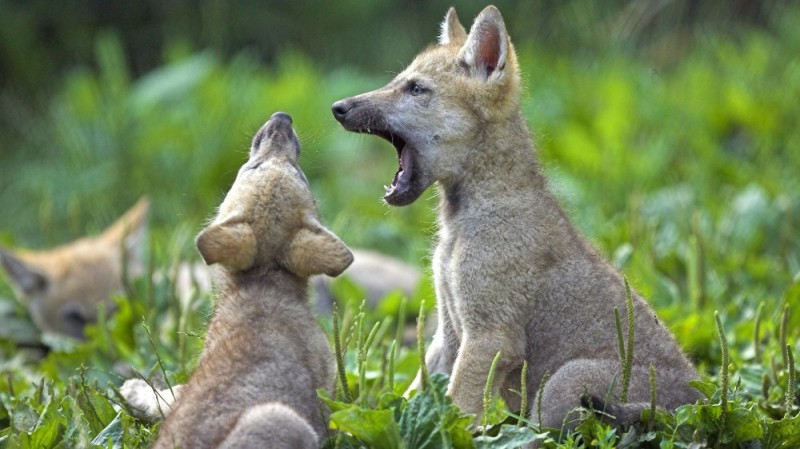 Create meme: wolf animal, wolf cub, The cubs