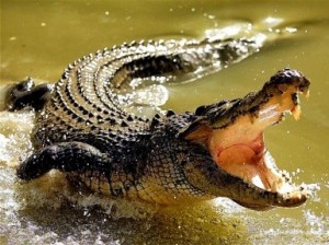 Create meme: a huge crocodile, crocodile, Nile crocodile