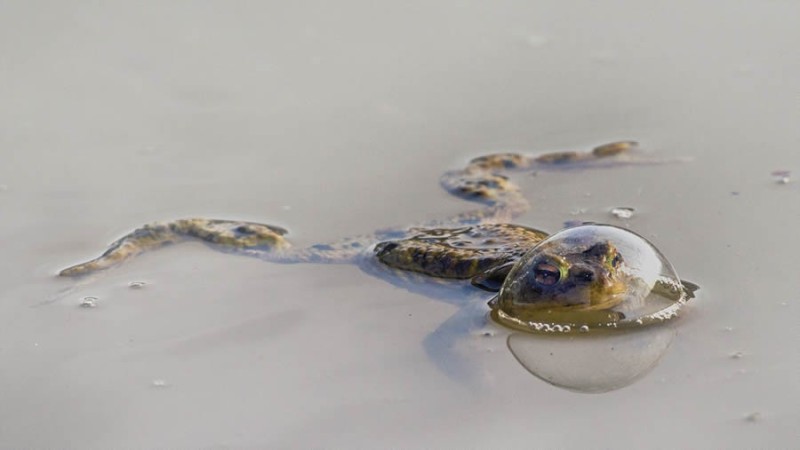 Создать мем: озерная лягушка pelophylax ridibundus (pallas, 1771), лягушка квакает, лягушка жаба