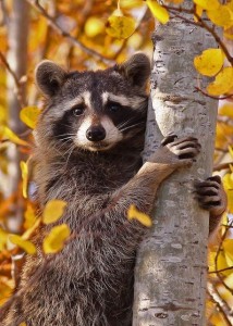 Создать мем: енотик полоскун глад, raccoon, я енотик полоскун