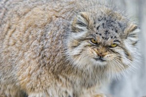 Create meme: cat, cat muzzle, pallas cat