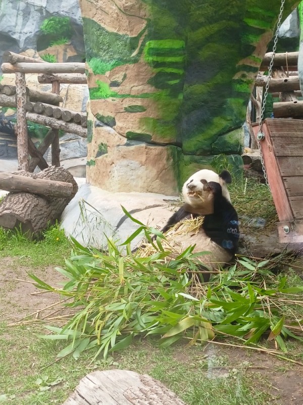 Create meme: panda eats bamboo, Moscow Zoo pandas Zhui and Dingding, panda at the zoo