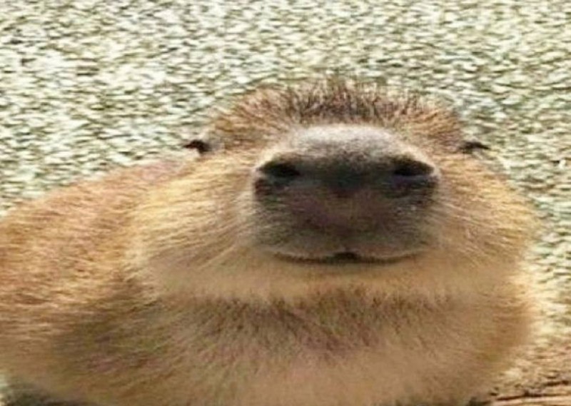 Create meme: the capybara , capybara meme, memes with capybaras