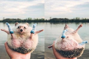 Create meme: hedgehog traveler, cute animals, funny hedgehog