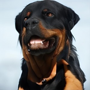 Create meme: Rottweiler dog, breed Rottweiler, Rottweiler