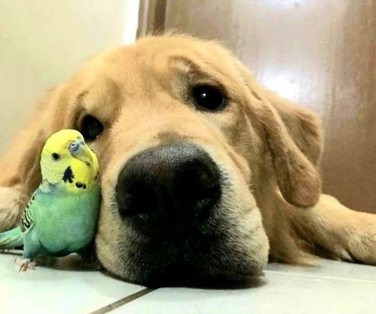 Create meme: pets, the dog and the parrot, animals 