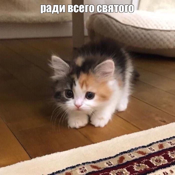 Создать мем: кот, животные домашние, котенок с загрузкой